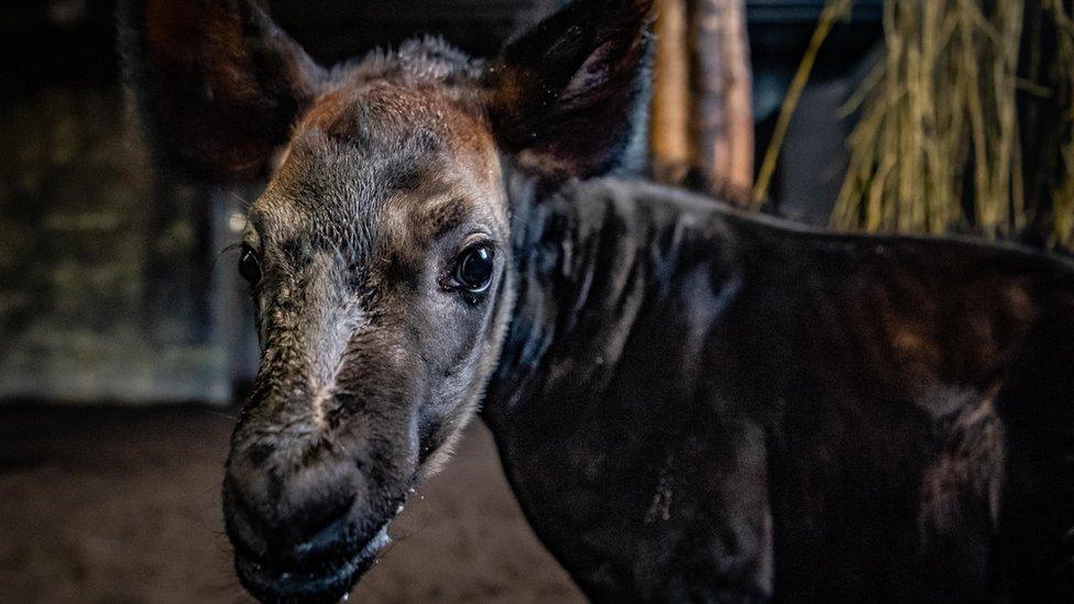 baby-okapi