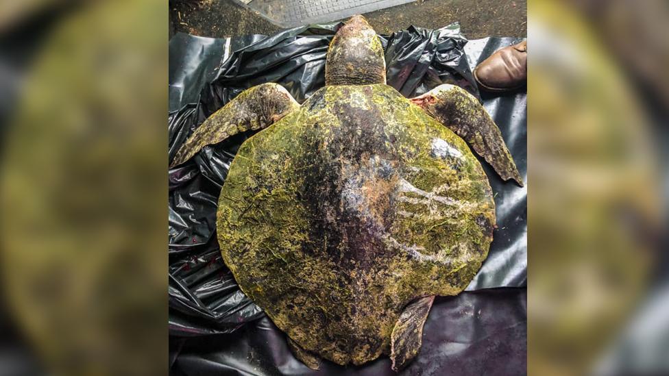 The washed up turtle from above