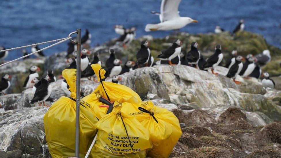 Dead seabirds on Farne Island