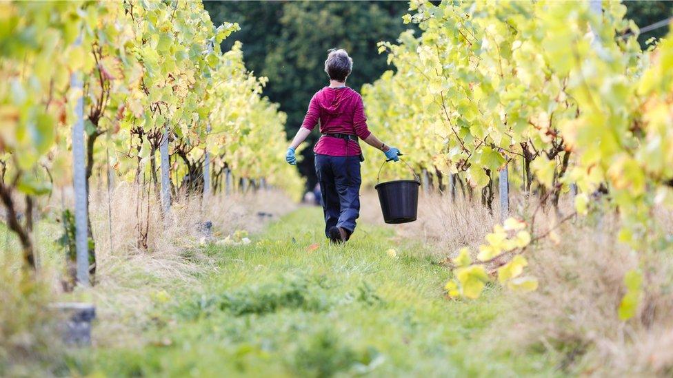 Woman with bucket walking between vines