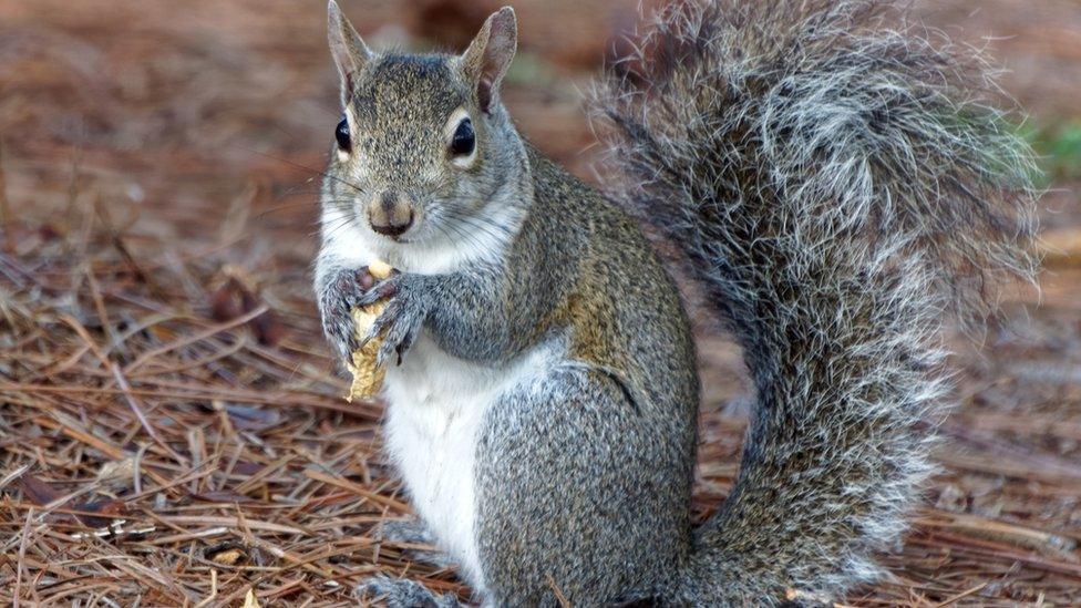 Grey squirrel