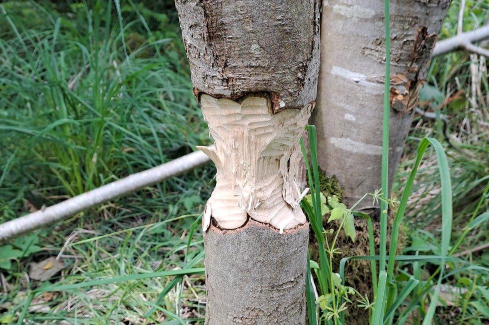 A tree evidently gnawed by beavers