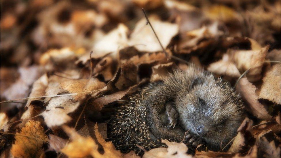 a hedgehog curled up in autumn leaves