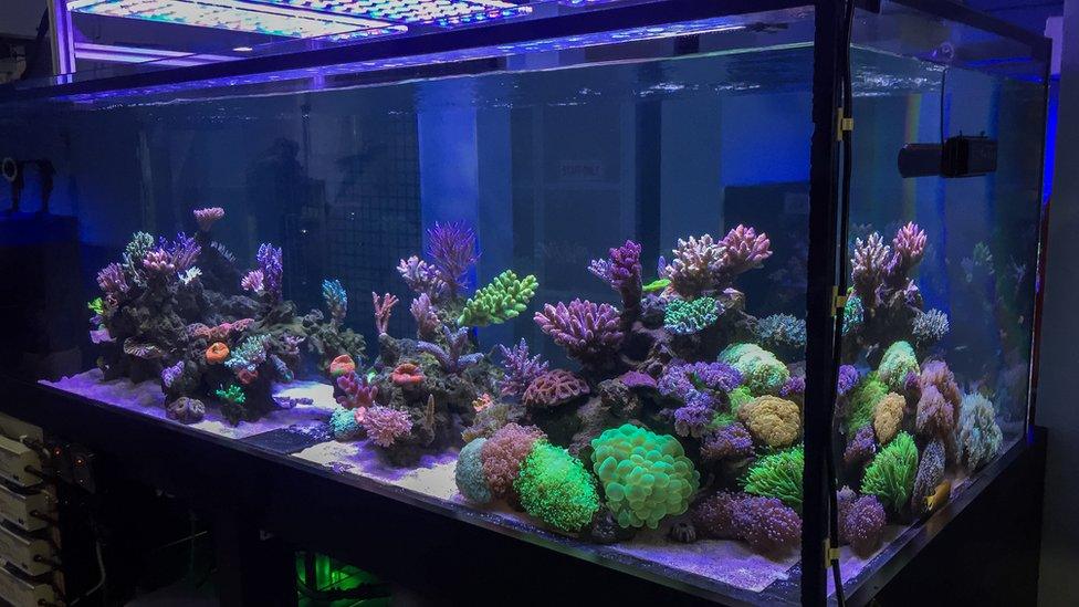 Coral in a fish tank