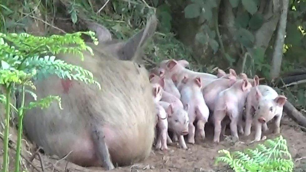 Matilda and her piglets