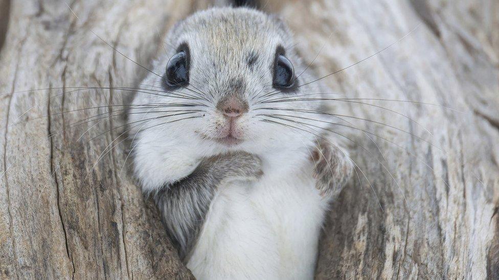 Siberian flying squirrel makes use of a disused bird nest to keep warm in the winter.