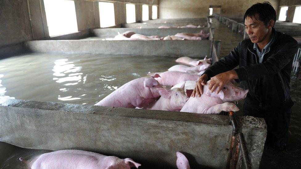 Li Zuming says goodbye to some of the pigs