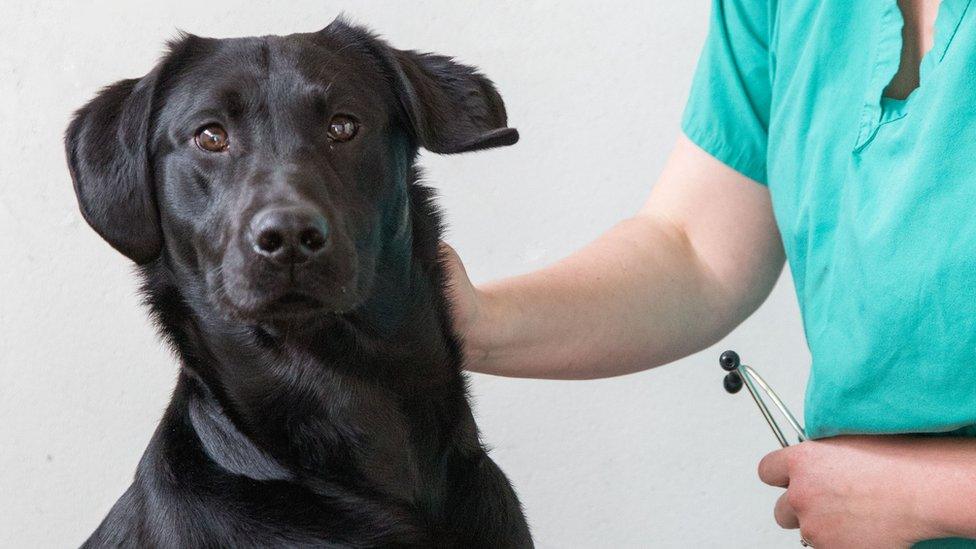 The Labrador is the most common breed of dog in the UK