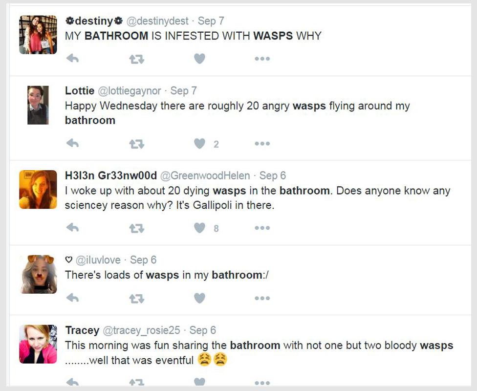 Tweets about wasps