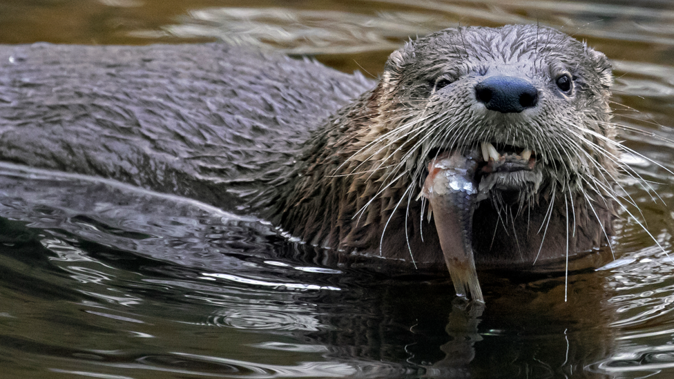 Otter file pic