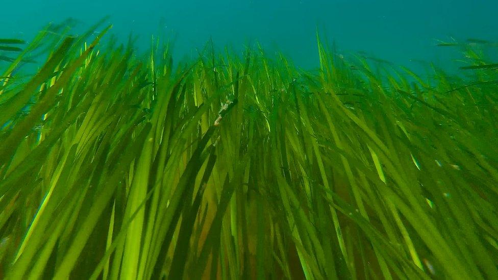 Seagrass