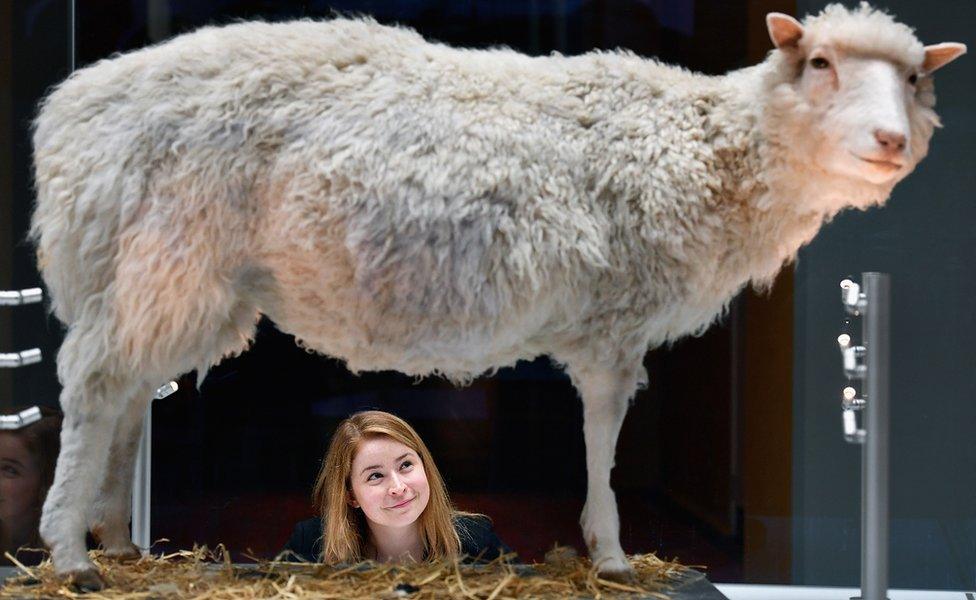 Dolly the sheep preserved body