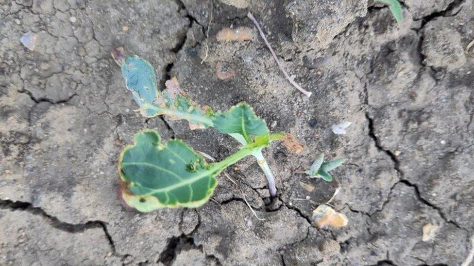 Rain could help these cauliflowers recover but they will be smaller