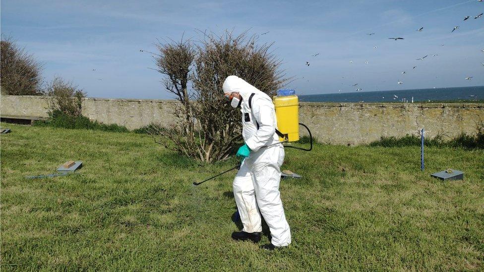 Disinfecting one of the nesting areas