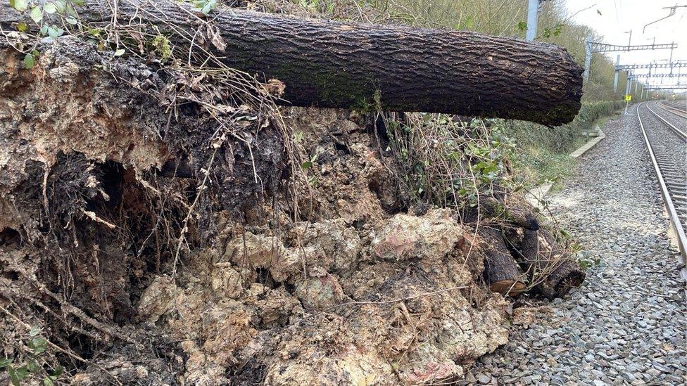 Close-up of the unsafe tree