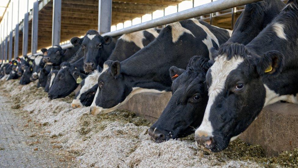 Cows on farm