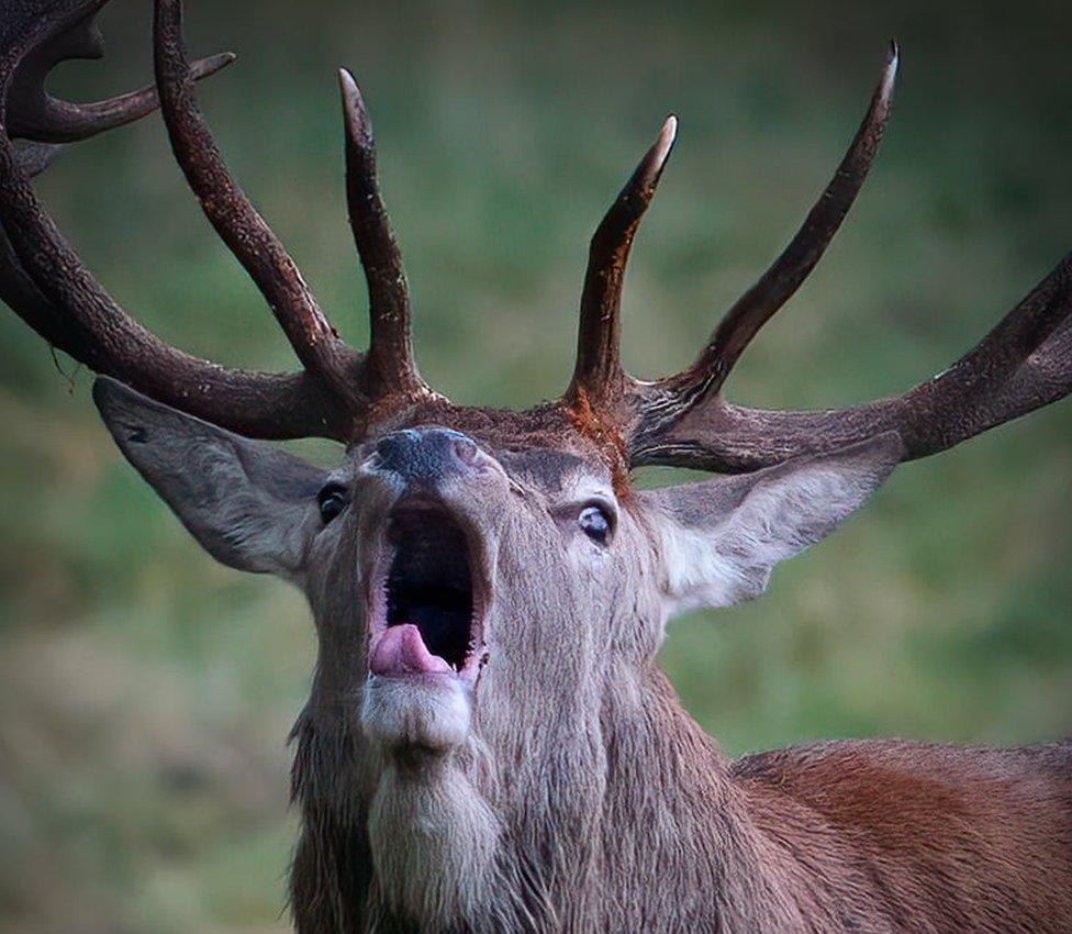 Roaring deer