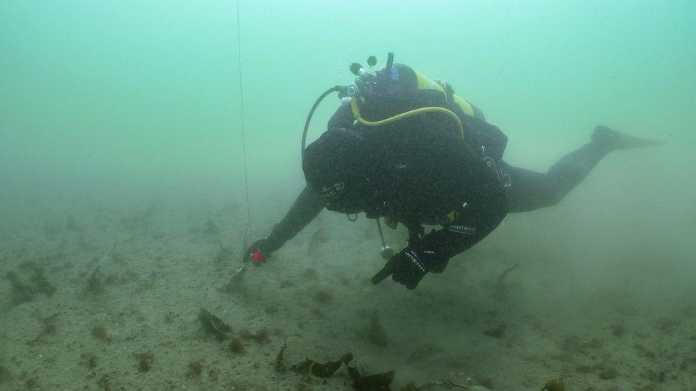 Scuba diver planting seagrass seeds