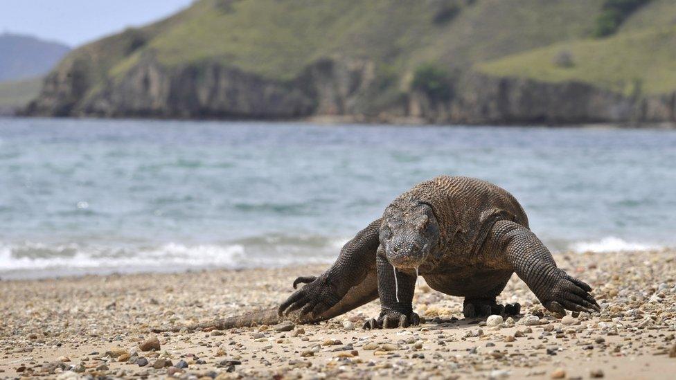 A Komodo dragon searches the shore for prey