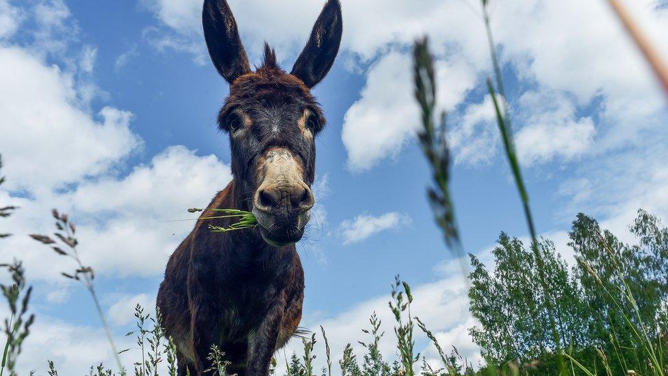 Donkey chewing grass