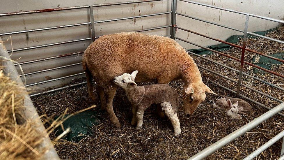 Lambs with a ewe