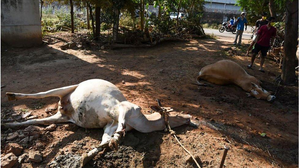 Graphic content / People stand near dead cows laying on the ground following a gas leak incident from an LG Polymers plant in Visakhapatnam