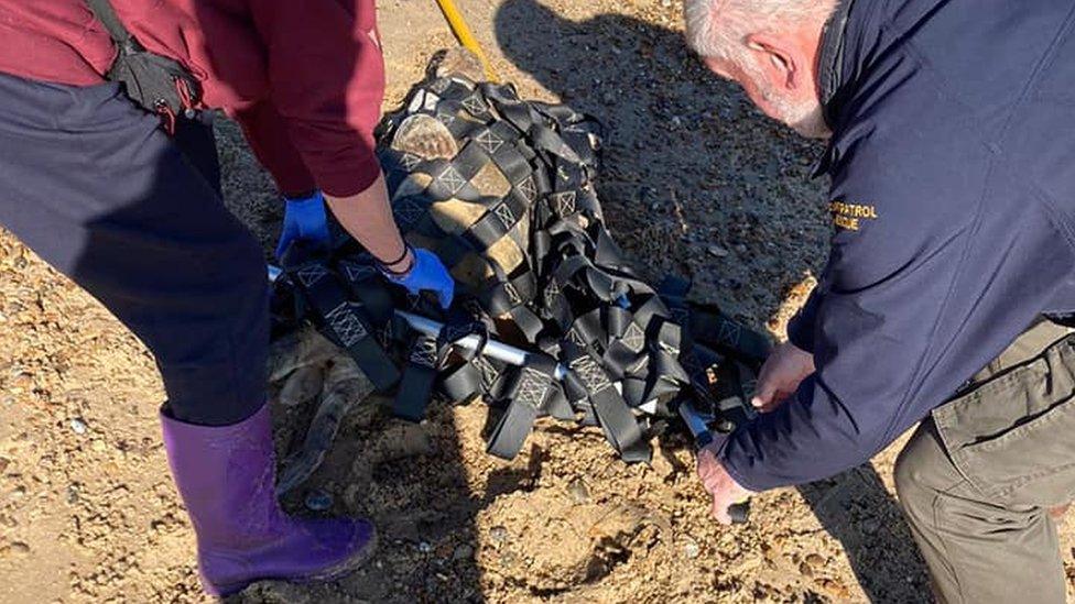 Seal being rescued