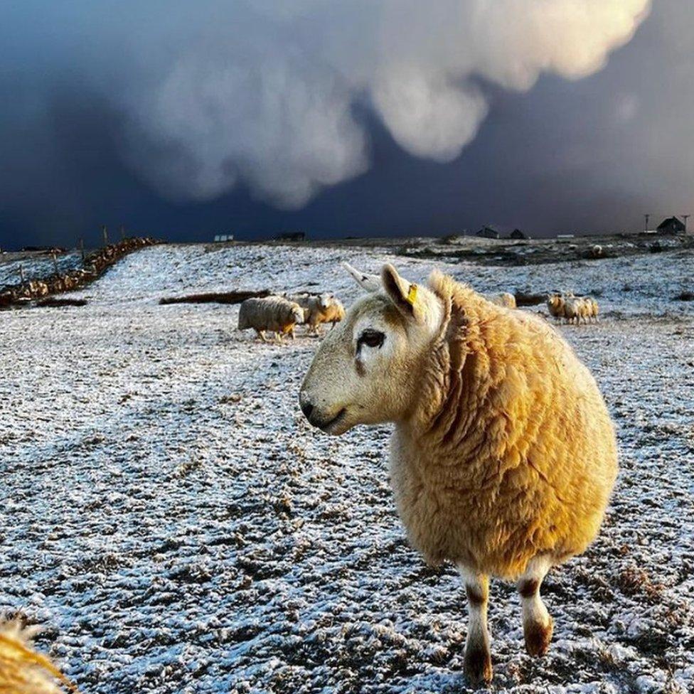 Sheep in South Uist