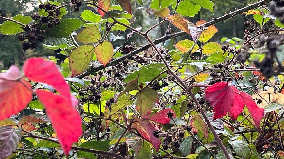 Close up of red blackberry leaves