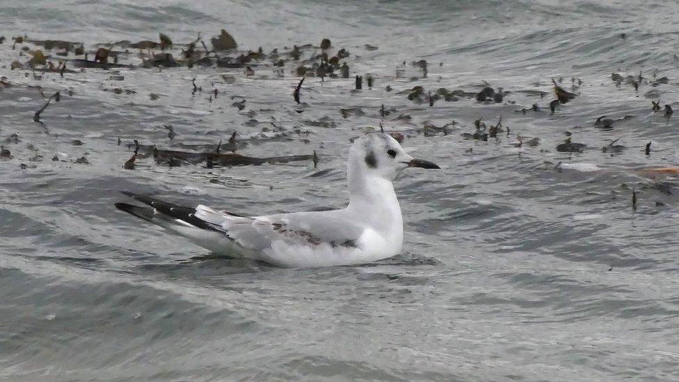 Bonaparte's Gull