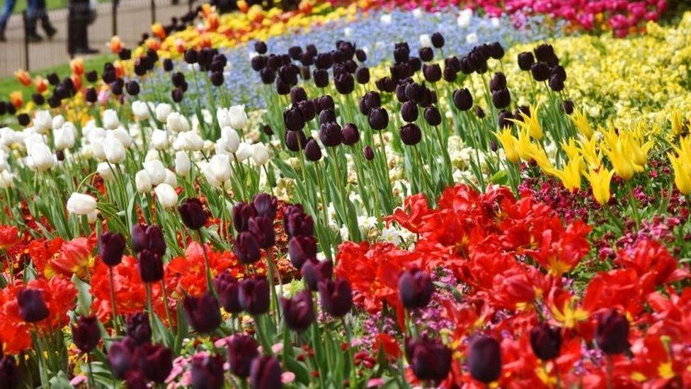 Tulips in St James's Park, London