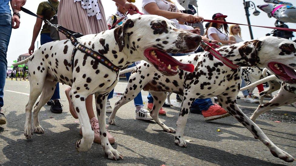 dalmatians