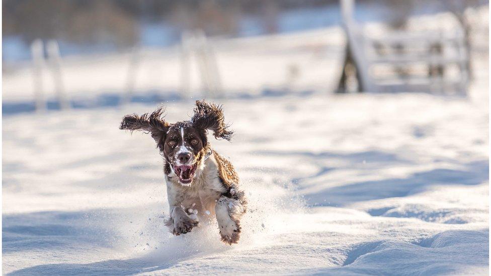 All-action dog in Chirk, near Wrexham