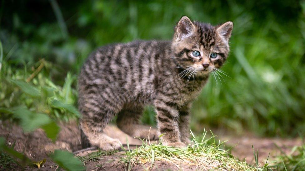 wildcat-kitten.