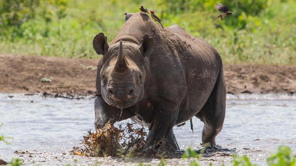 A Zululand black rhino