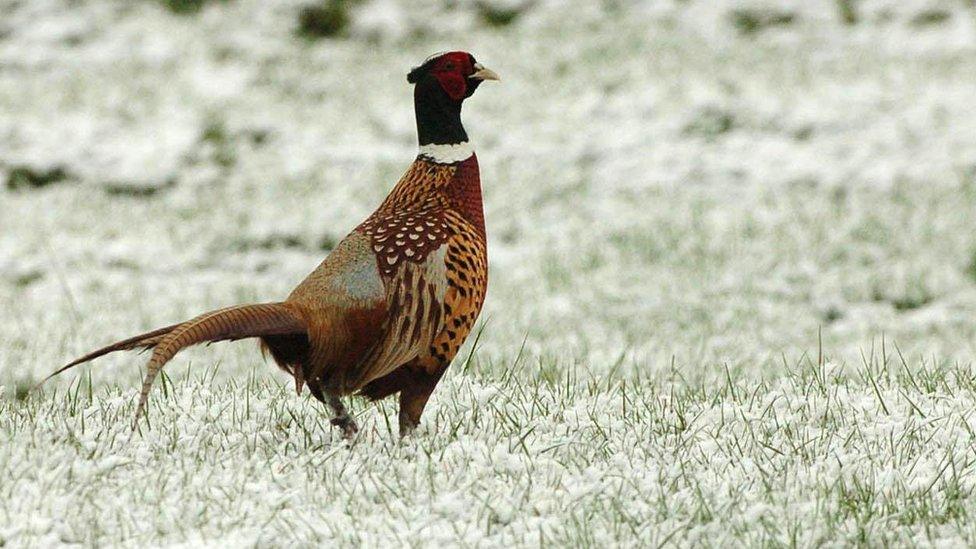 Pheasant