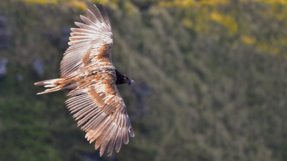 Bearded Vulture