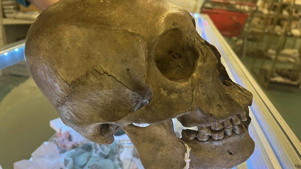 Human skull sitting on top of counter