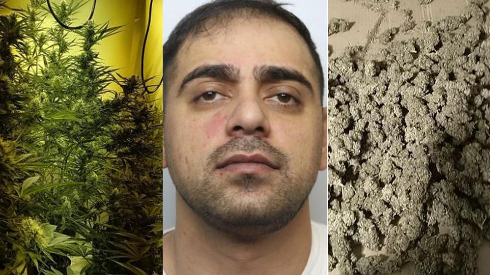 Faran Ashraf and cannabis plants