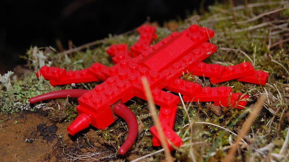 Lego cardinal beetle