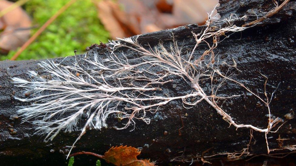 Fungal network on dead wood