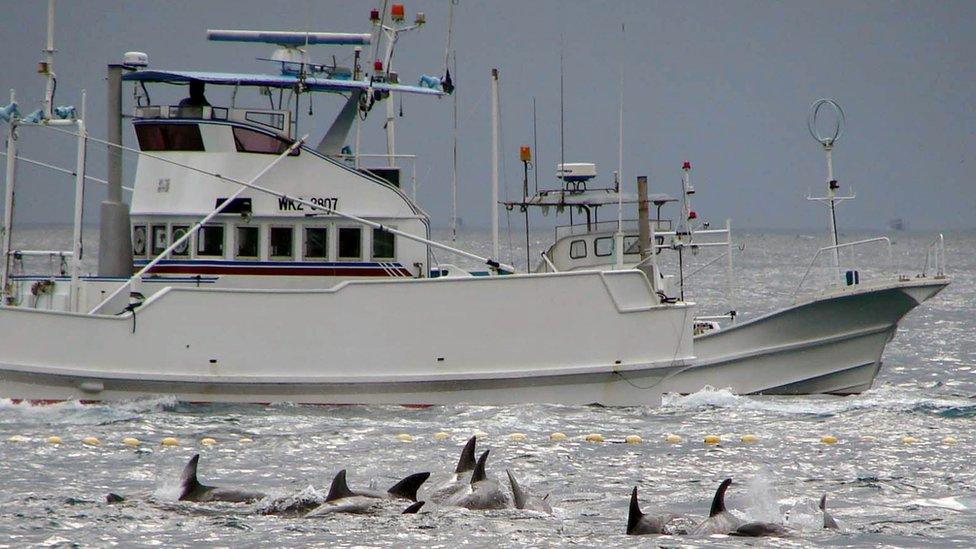 A fishing boat sails to catch whales off Taiji, Japan