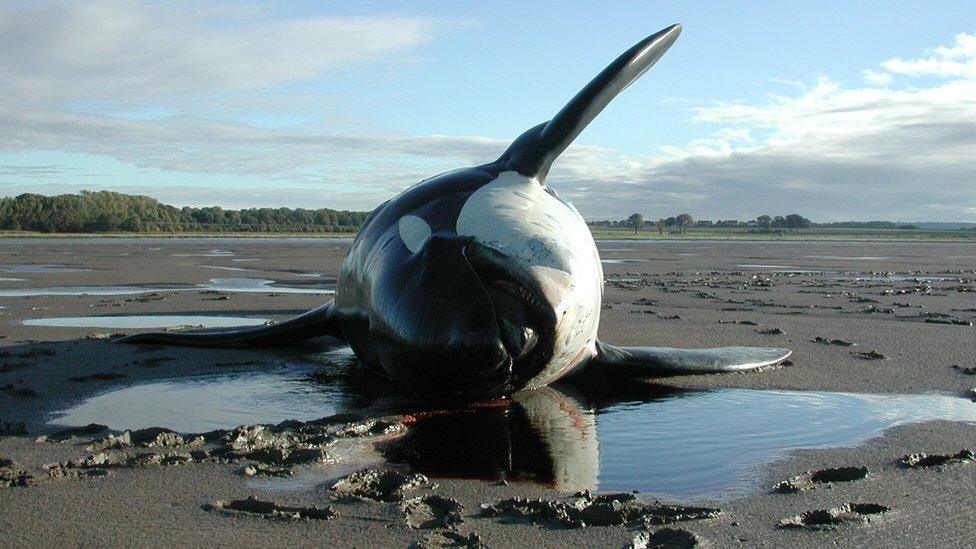 Stranded killer whale