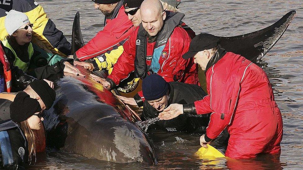 People attempting to rescue Northern Bottlenose whale