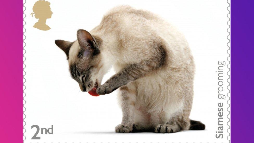 Siamese cat
