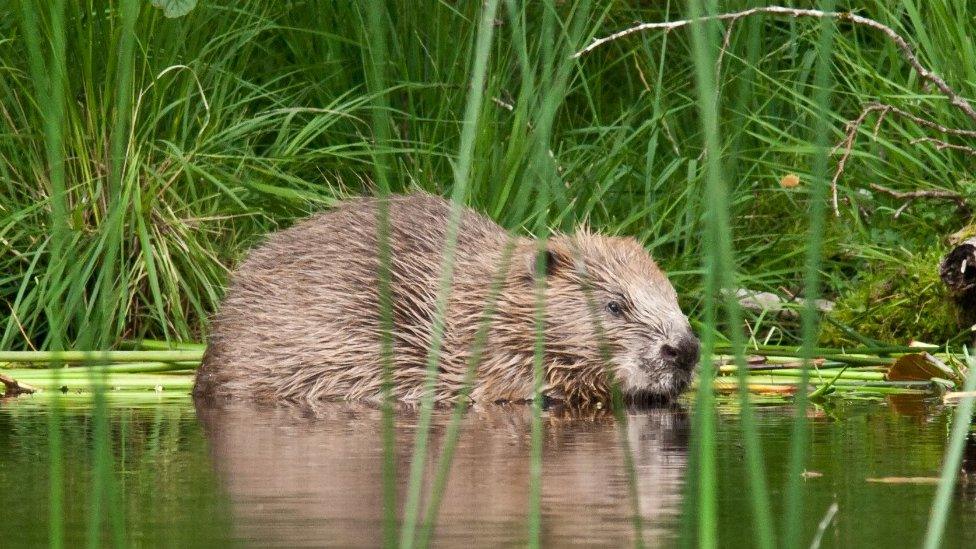 Adult beaver at Knapdale