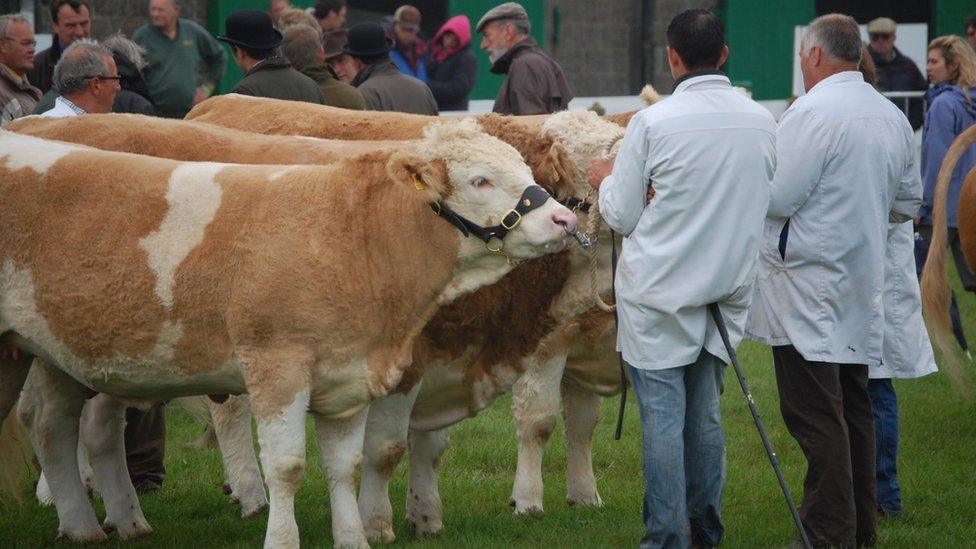 Lincolnshire Show