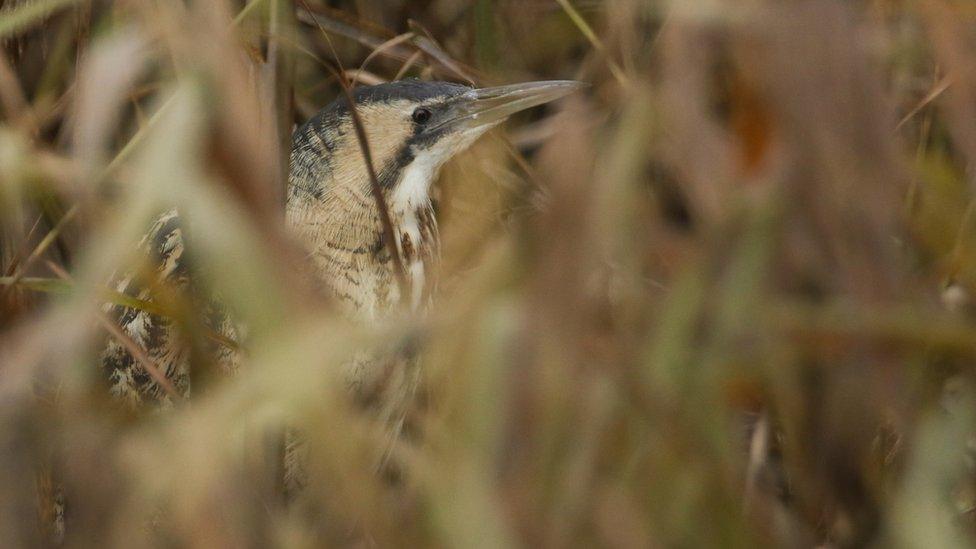 Bittern.