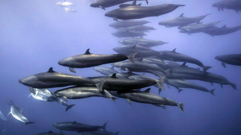 False Killer Whales off shore from North Island, New Zealand