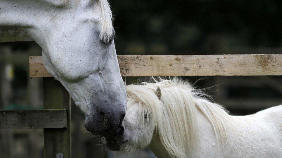 Daniel with his horse friend